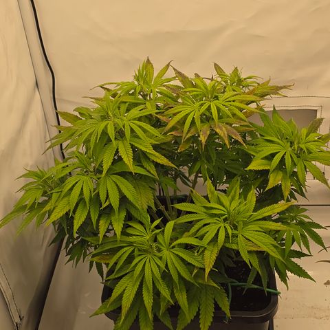 Mary growlog timeline photo