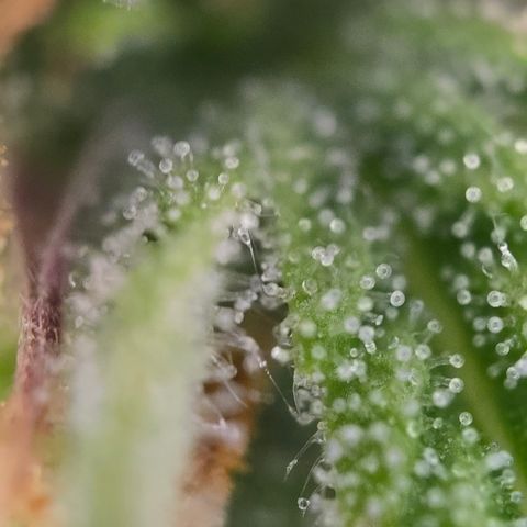 Jane growlog timeline photo