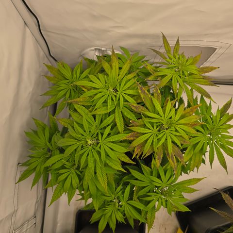 Mary growlog timeline photo