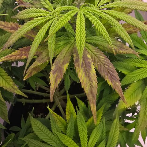 Mary growlog timeline photo