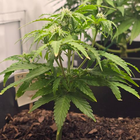 Raphaela growlog timeline photo
