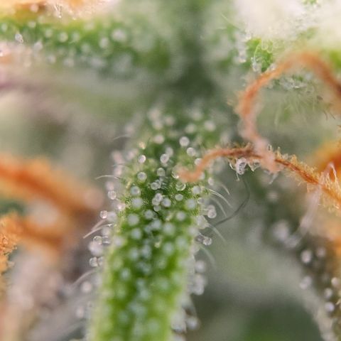 Jane growlog timeline photo