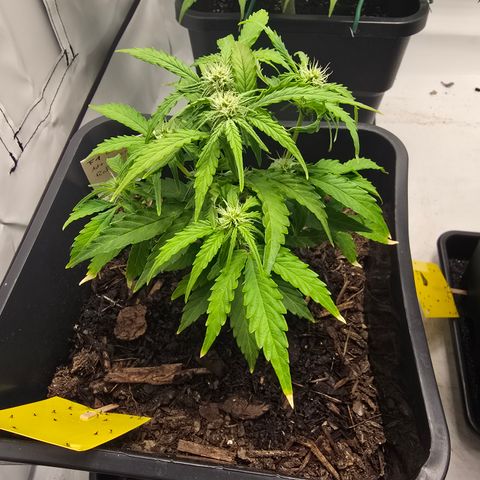 Raphaela growlog timeline photo