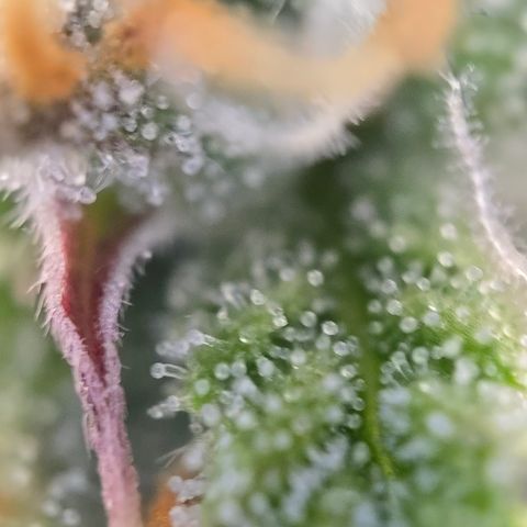 Jane growlog timeline photo