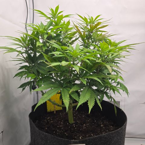 Mary growlog timeline photo