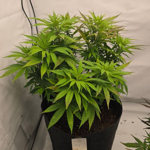 Mary growlog timeline photo