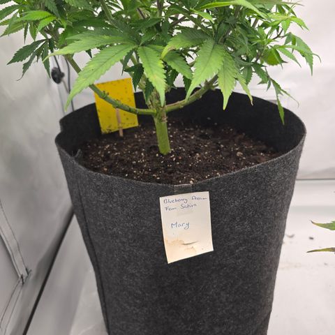 Mary growlog timeline photo