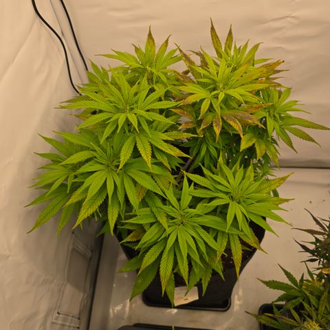 Mary growlog timeline photo