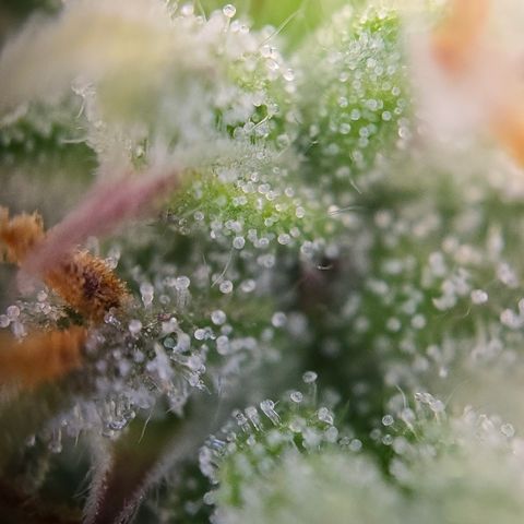 Jane growlog timeline photo
