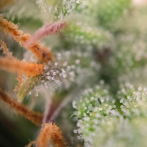 Jane growlog timeline photo