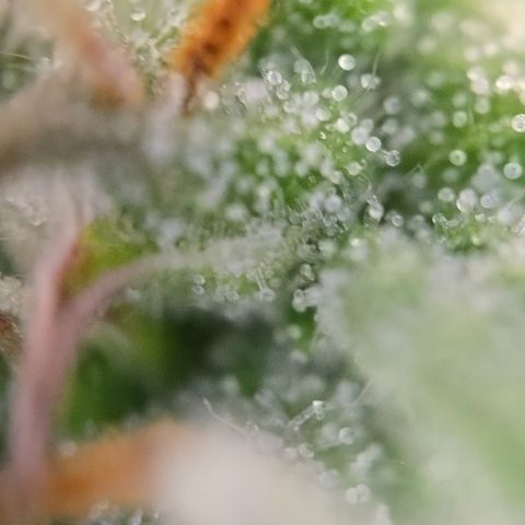 Jane growlog timeline photo
