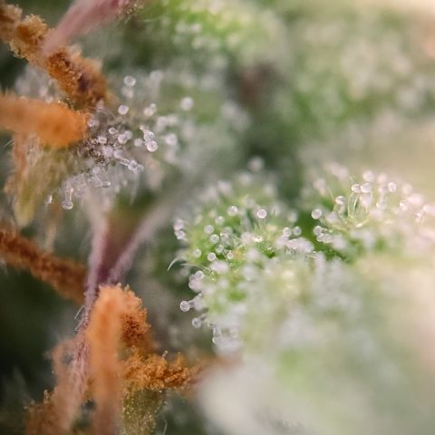 Jane growlog timeline photo