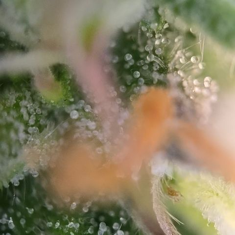 Jane growlog timeline photo