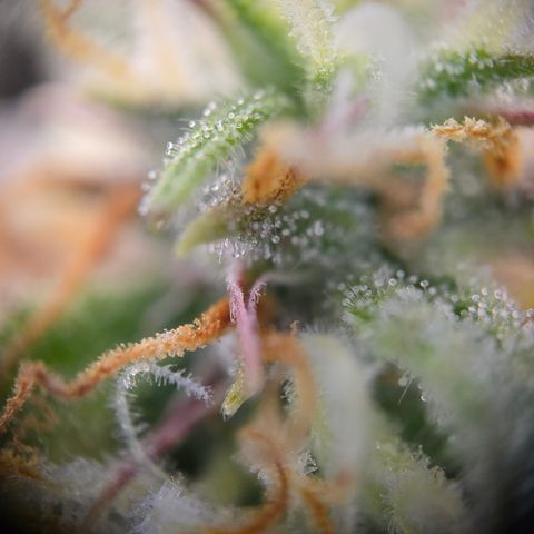 Jane growlog timeline photo