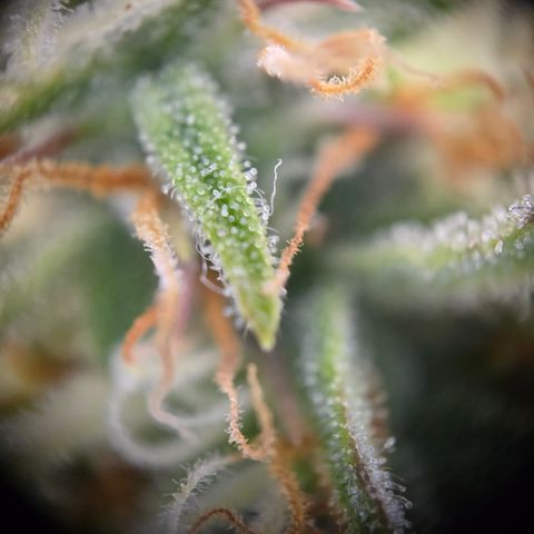 Jane growlog timeline photo