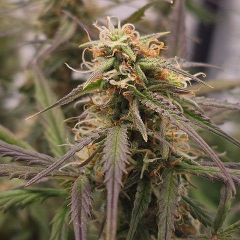 Jane growlog timeline photo