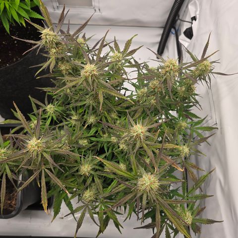 Jane growlog timeline photo