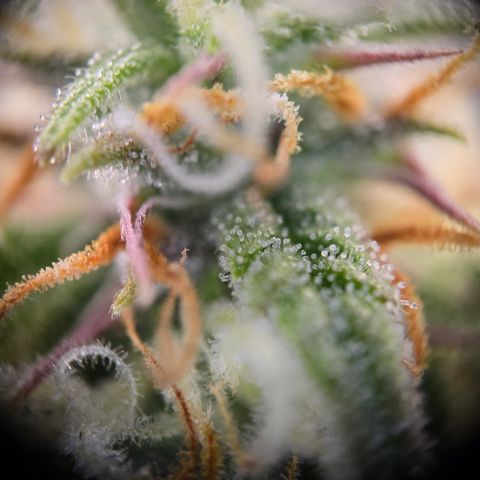 Jane growlog timeline photo