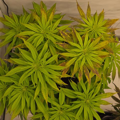 Mary growlog timeline photo