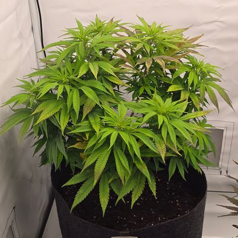 Mary growlog timeline photo