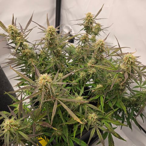 Jane growlog timeline photo