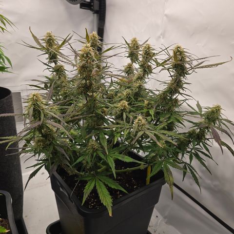 Jane growlog timeline photo