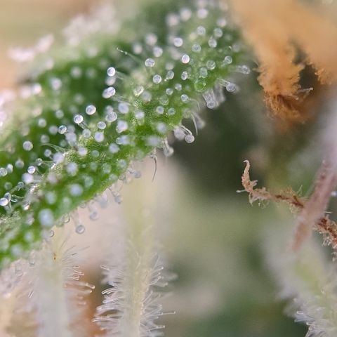 Jane growlog timeline photo