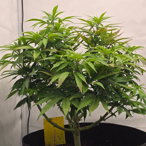 Mary growlog timeline photo