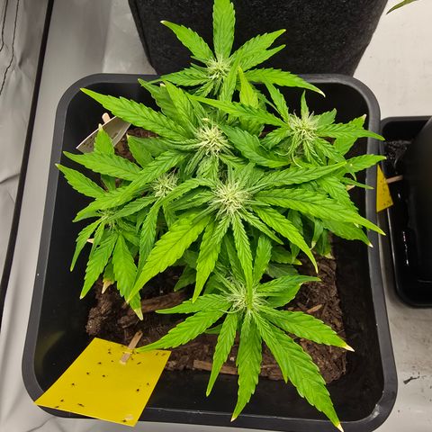 Raphaela growlog timeline photo