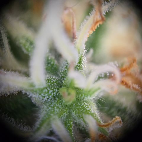 Jane growlog timeline photo