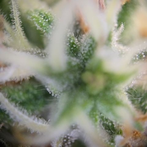 Jane growlog timeline photo
