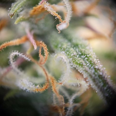 Jane growlog timeline photo