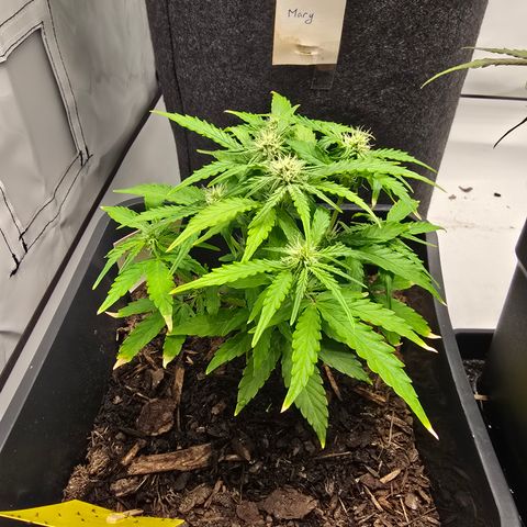 Raphaela growlog timeline photo