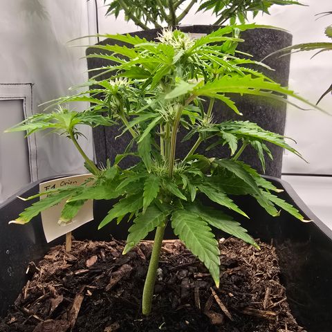 Raphaela growlog timeline photo