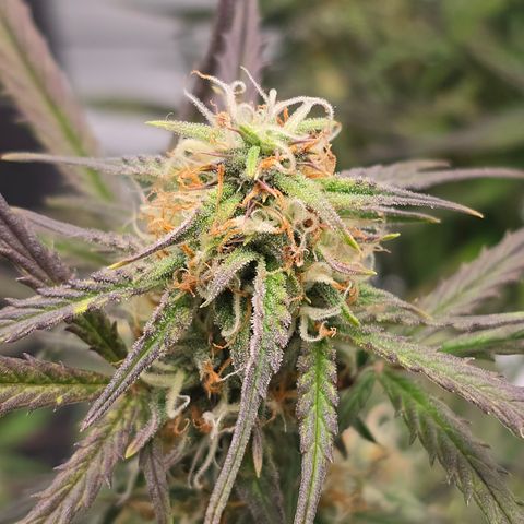 Jane growlog timeline photo