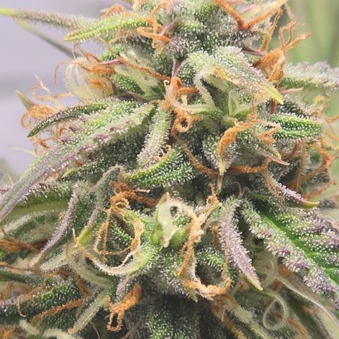 Jane growlog timeline photo