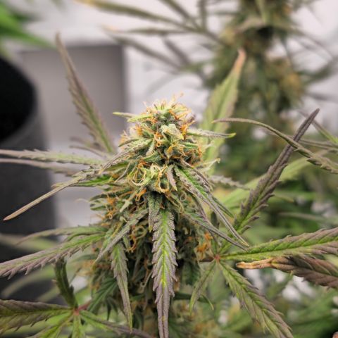 Jane growlog timeline photo