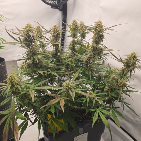 Jane growlog timeline photo