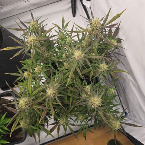 Jane growlog timeline photo