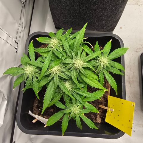 Raphaela growlog timeline photo