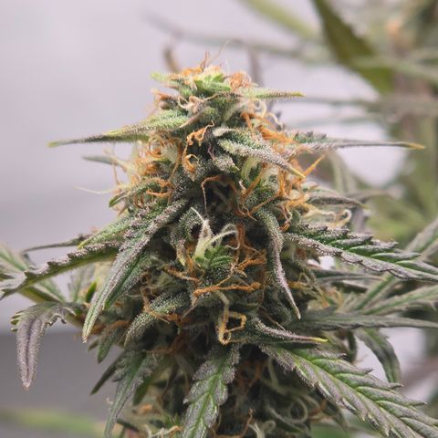 Jane growlog timeline photo