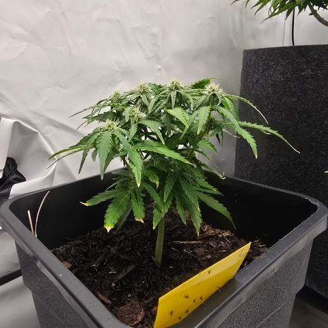 Raphaela growlog timeline photo