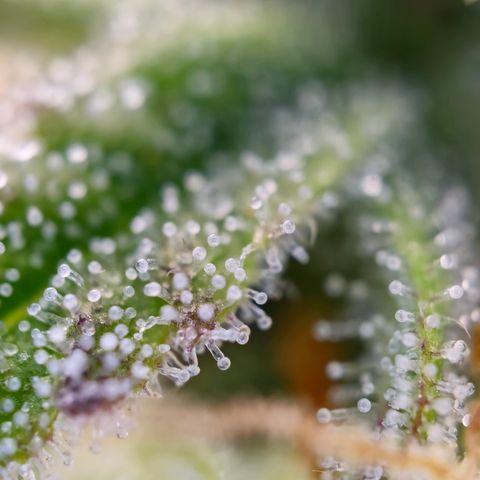 Jane growlog timeline photo