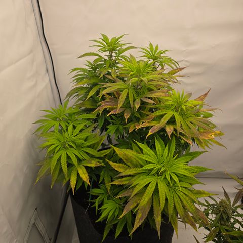 Mary growlog timeline photo