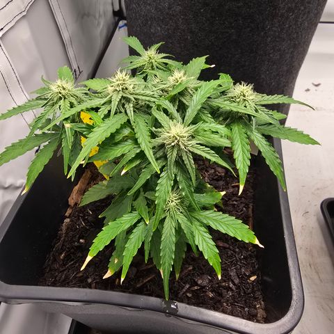 Raphaela growlog timeline photo