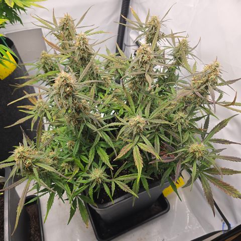 Jane growlog timeline photo