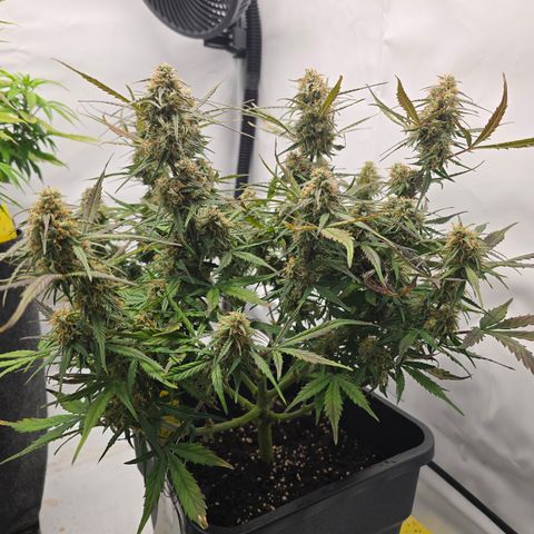 Jane growlog timeline photo
