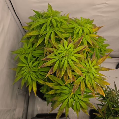 Mary growlog timeline photo