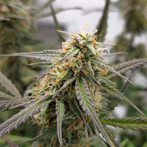 Jane growlog timeline photo