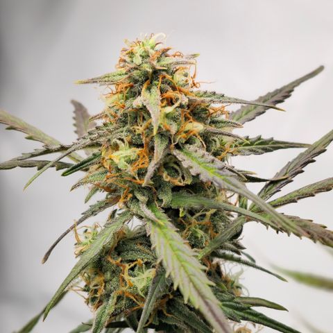 Jane growlog timeline photo